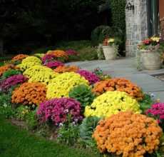Цветы для букета; названия и фото, какие вырастить на даче или в саду