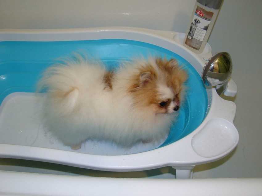 Ванночка для собак