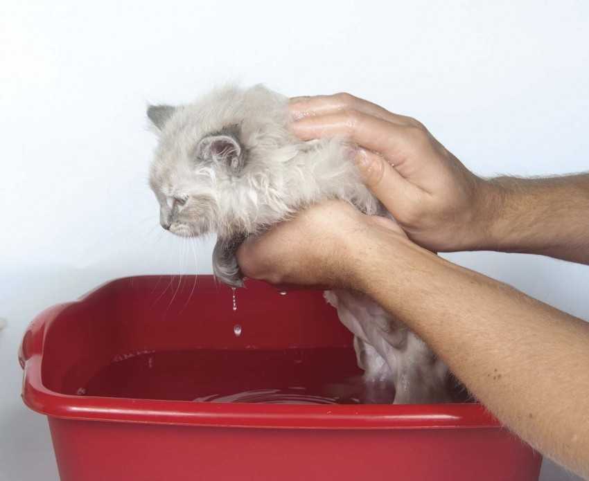 Как отмыть очень грязного кота