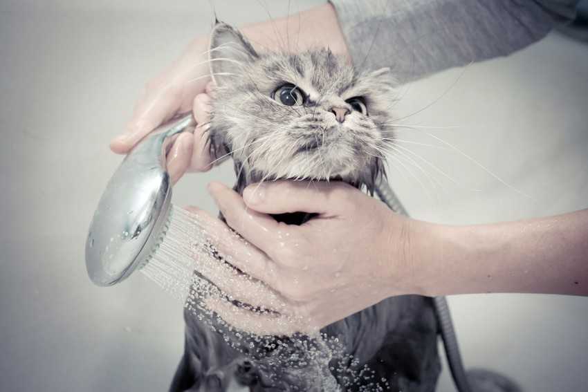 Как отмыть грязного кота