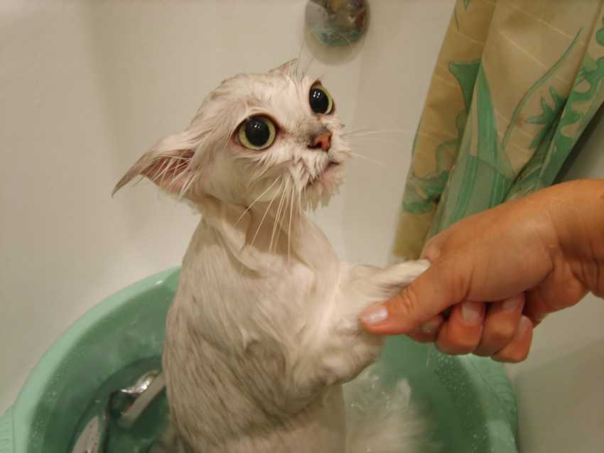 Как отмыть кота от пыли