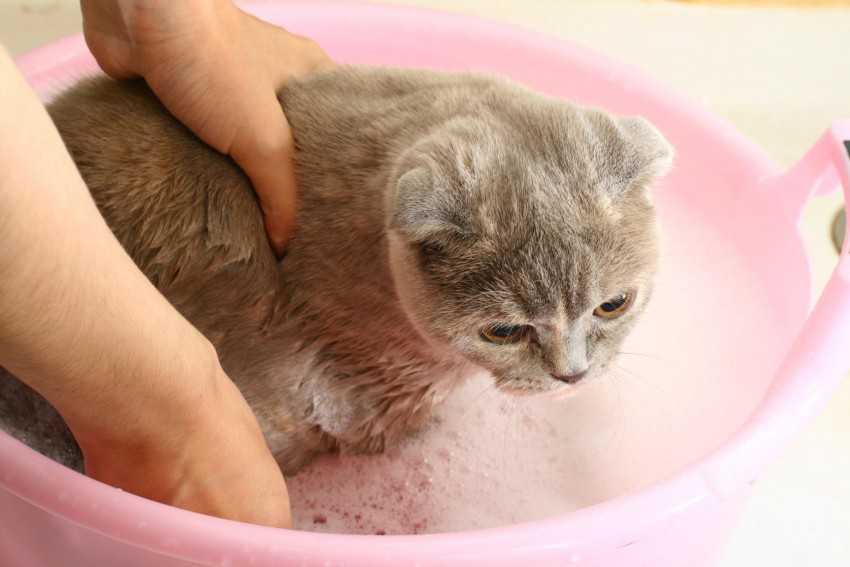 Как отмыть кота видео
