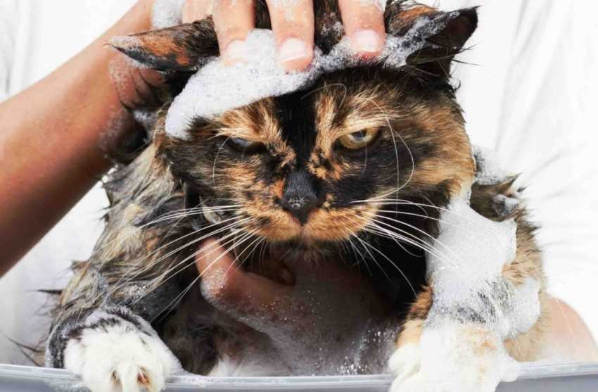 Как отмыть кота видео