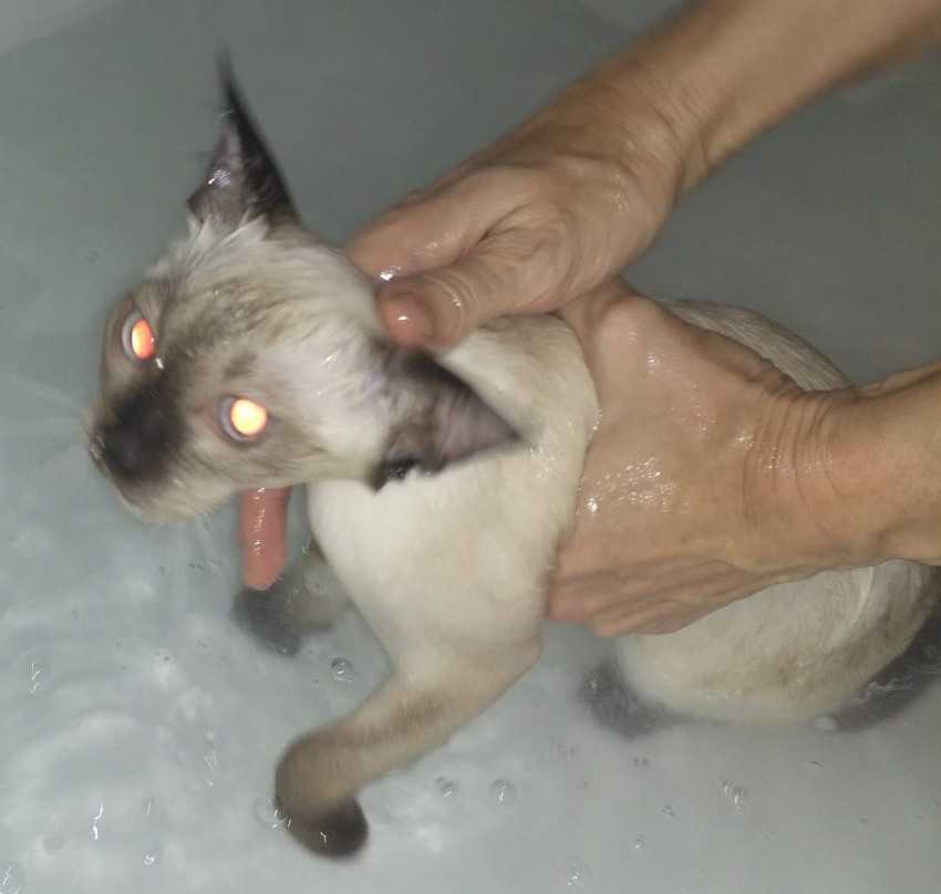Как отмыть грязного кота