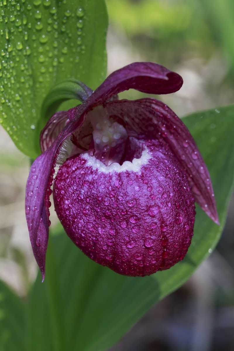Венерин башмачок орхидея - описание, интересные факты, где растет, уход в домашних условиях, видео