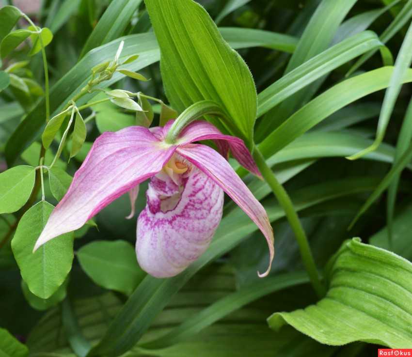 Венерин башмачок орхидея - описание, интересные факты, где растет, уход в домашних условиях, видео